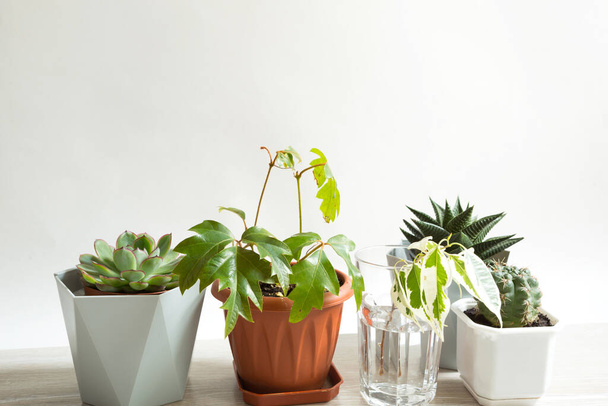A group of popular potted house plants: Haworthia, Ficus,Rhoicissus, Cactus, Echeveria. Care of indoor plants - Zdjęcie, obraz