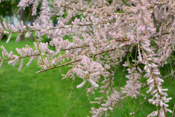 In spring, the ornamental plant tamarix grows in nature - Photo, Image