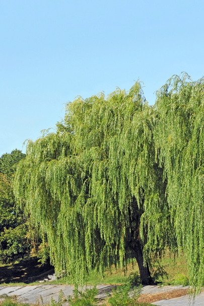 Huilwilgenboom - Foto, afbeelding
