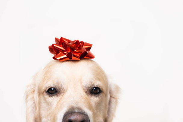 Een hond met een rode strik op zijn hoofd. Golden Retriever voor Valentijnsdag, Kerstmis, bruiloft of verjaardag. Briefkaart met huisdier. - Foto, afbeelding