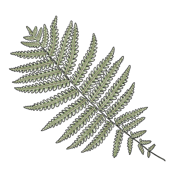 Green forest fern, hand drawn art foliage, made of real natural leaves. Decorative domesticated for city landscapes and gardens. Park forest plants, leaves and young ferns. Vector. - Вектор,изображение