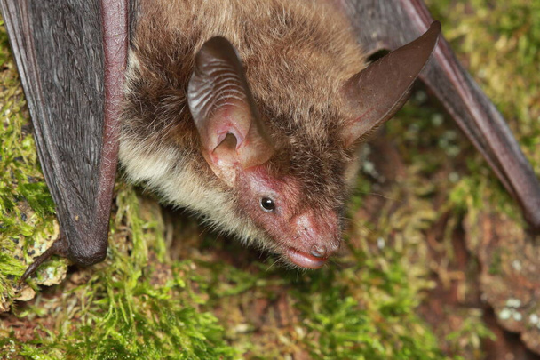 Bechstein's bat (Myotis bechsteinii) portrait in natural habitat - Photo, Image
