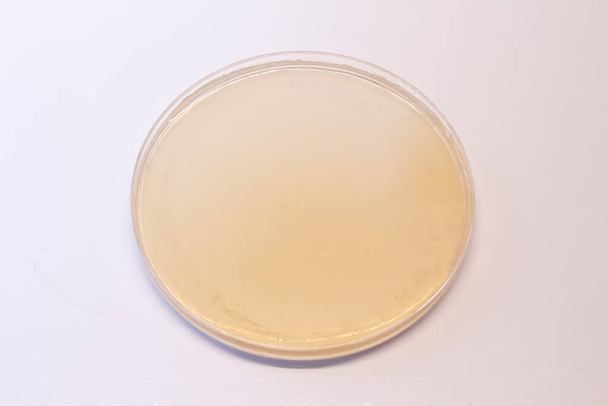 agar dish with white background - Fotoğraf, Görsel