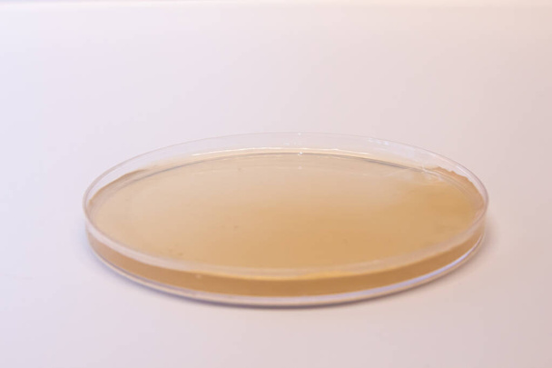 agar dish with white background - Foto, Imagen