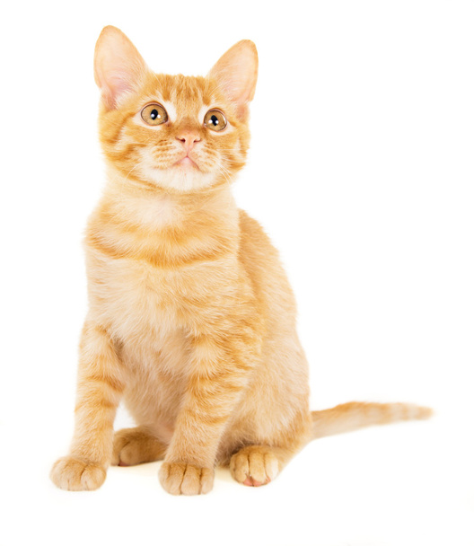 cute red-haired kitten - Zdjęcie, obraz