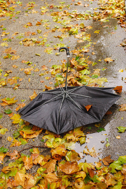 Broken Umbrella in Wet Leaves - Photo, Image