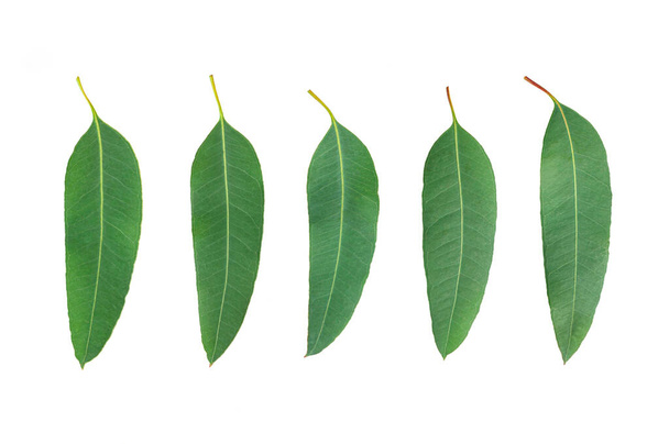Set di foglie di eucalipto tropicale isolate su fondo bianco - Foto, immagini