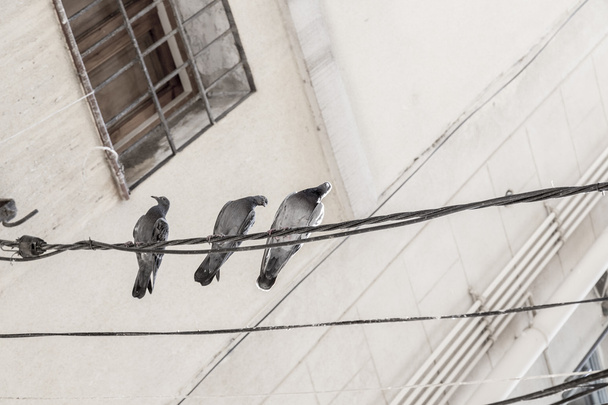 three turtles sitting on an electric wire - Foto, Imagen