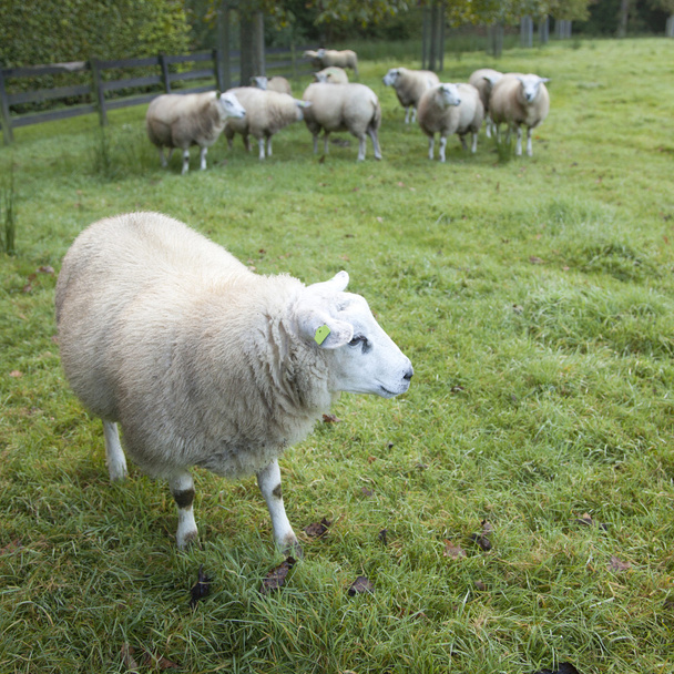 schapen in een boomgaard in Nederland in de buurt van utrecht - Foto, afbeelding