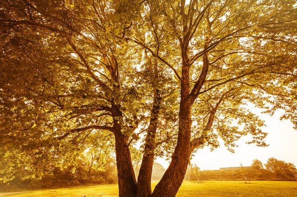 back lit image of an autumn tree - Photo, image