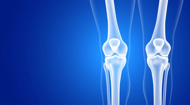 Educational medical illustration of leg bones. - Vector, Image
