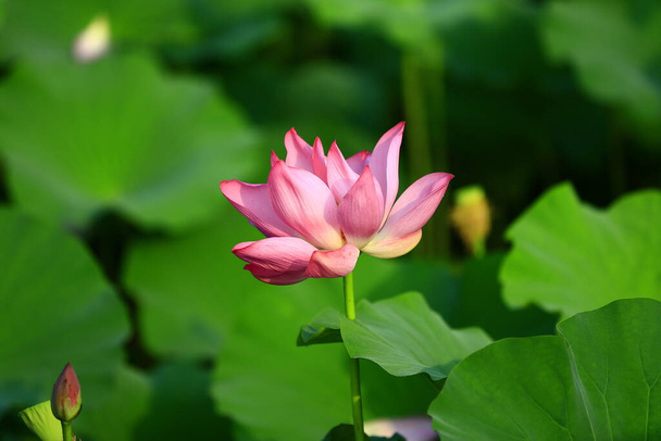 Blooming lotus flower, very beautiful - Valokuva, kuva