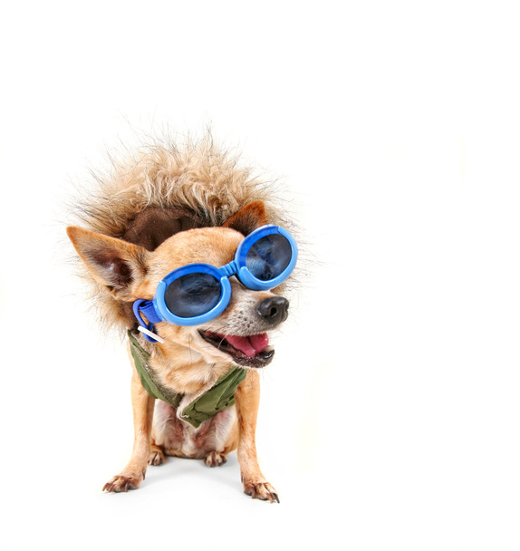 Chihuahua with furry coat and goggle - Foto, afbeelding