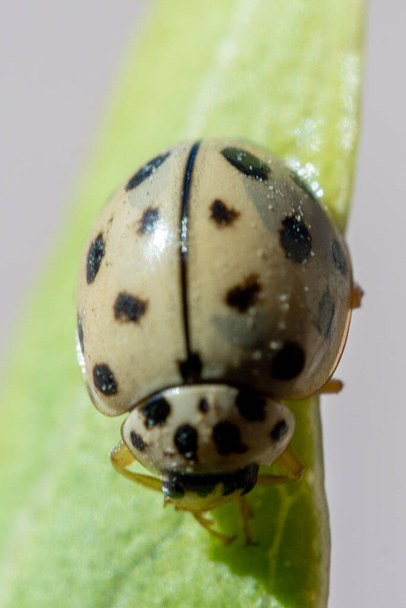 Schwarzfleckiger Marienkäfer (Bulaea lichatschovi) Makrofotografie auf grünem Blatt - Foto, Bild