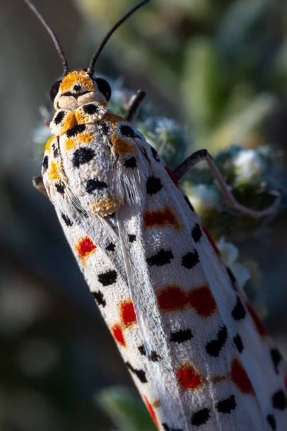 Utetheisa pulchella, краснопятнистый лакей с красными крапинами, или макро-фотография бабочек с красными крапинами. - Фото, изображение