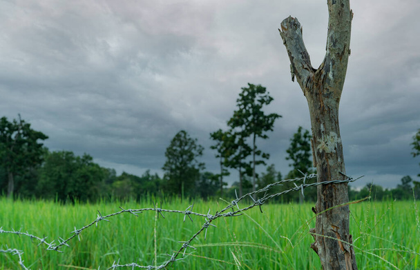 Зеленое рисовое поле с забором из колючей проволоки и деревянным шестом с бурным небом. Рисовая ферма в Азии. Зеленое рисовое поле. Пейзаж сельскохозяйственной фермы. Сельскохозяйственная зона. Рисовая ферма в сезон дождей. - Фото, изображение