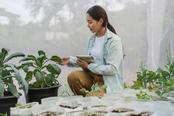 Azjatycki rolnik na roślinnej farmie ekologicznej. Kobieta ogrodnik używać tabletki do monitorowania wzrostu jakości warzyw w gospodarstwie. Koncepcja hydroponiki gospodarstw ekologicznych. - Zdjęcie, obraz