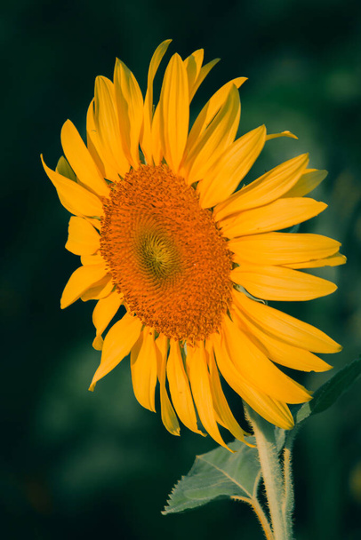 Sunflowers have their petals stacked in layers. The pointed end of the petals is yellow. When flowering, the flowers will turn to the east - Valokuva, kuva
