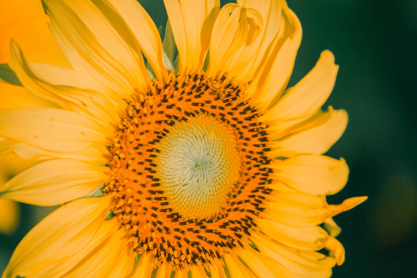 Sunflowers have their petals stacked in layers. The pointed end of the petals is yellow. When flowering, the flowers will turn to the east - Zdjęcie, obraz