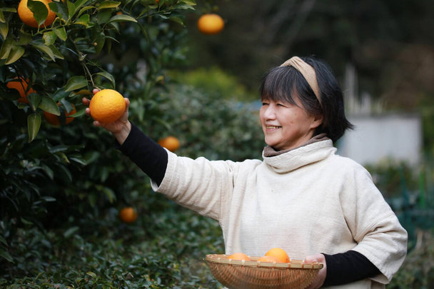 Senior asian woman collection oranges in the garden - Photo, Image