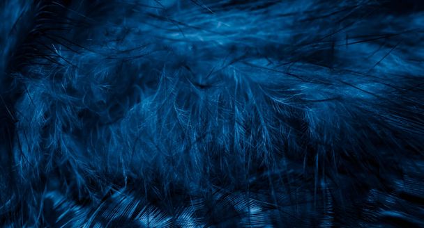 μπλε φτερά γερακιού με ορατή λεπτομέρεια. φόντο ή υφή - Φωτογραφία, εικόνα