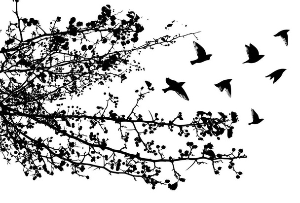 Realistinen kuva kolmen linnun - varisten tai korppien - silueteilla, jotka istuvat puun oksalla ilman lehtiä ja lentävät, valkoisella pohjalla eristettyinä - vektoreilla
 - Vektori, kuva