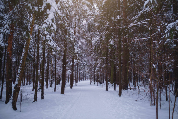 Winter in spruce forest, spruces covered with white fluffy snow. - Foto, imagen