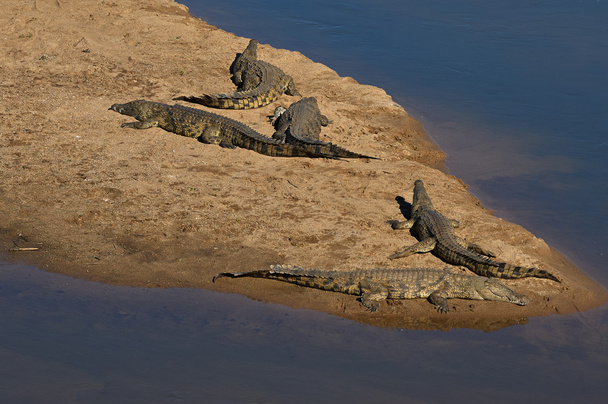 Krokodile am Krokodilfluss, Kruger Nationalpark - Foto, Bild