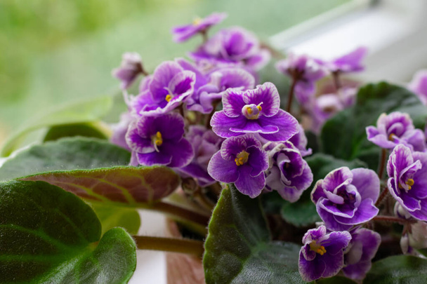 Many little blooming african violet flower saintpaulia in flower pot on windowsill - Photo, Image
