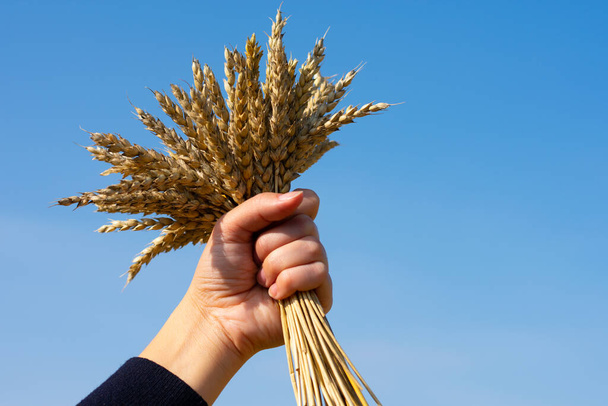 Bunch of ripe wheat spikes on woman's hand. Mature corn on bright sunlight on blue sky background. Harvesting and cultivating plants for making bread in countryside farmland at autumn season. - Foto, afbeelding