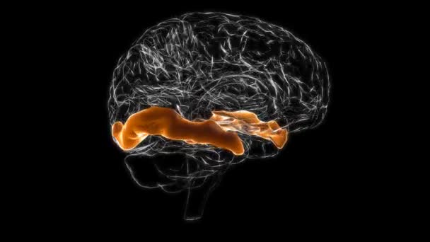 Brain middle temporal gyrus Anatomy For Medical Concept 3D Animation - Filmagem, Vídeo