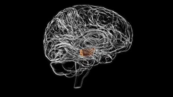 Brain Midbrain Anatomy For Medical Concept 3D Animation - Filmagem, Vídeo