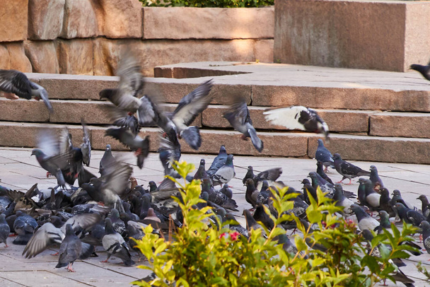 alimentación y vuelo de palomas en la plaza de la ciudad en el día de verano - Foto, imagen