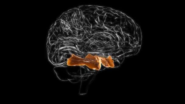 Brain fusiform Gyrus Anatomy For Medical Concept 3D Animation - Filmagem, Vídeo