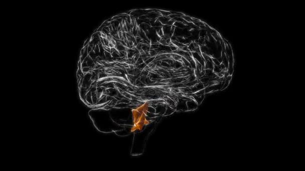 医学的概念のための脳解剖学の脳第4小胞｜3Dアニメーション - 映像、動画