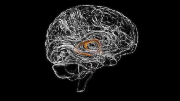 Brain fornix of forebrain Anatomy For Medical Concept 3D Animation - Filmagem, Vídeo