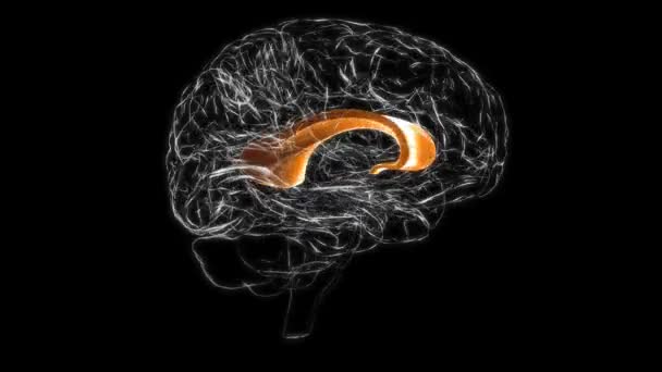 Brain Corpus callosum Anatomy For Medical Concept 3D Animation - Filmagem, Vídeo