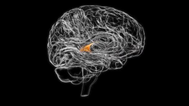 Brain Commissure fornix of forebrain Anatomy For Medical Concept 3D Animation - Filmagem, Vídeo
