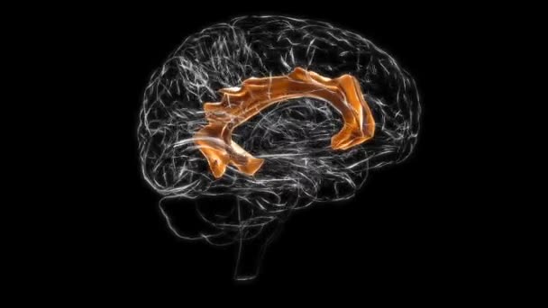 Brain cingulate gyrus Anatomy For Medical Concept 3D Animation - Filmagem, Vídeo