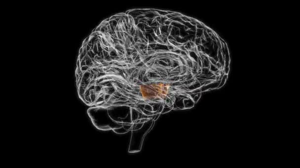 Brain Cerebral peduncle Anatomy For Medical Concept 3D Animation - Кадры, видео