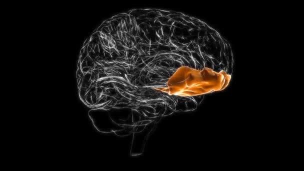 Brain Orbital gyrus Anatomy For Medical Concept 3D Animation - Кадры, видео