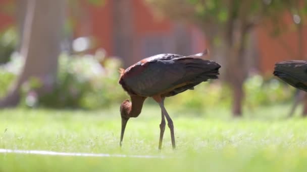Glossy ibis vad madár, más néven Plegadis falcinellus séta a zöld gyepen nyáron - Felvétel, videó