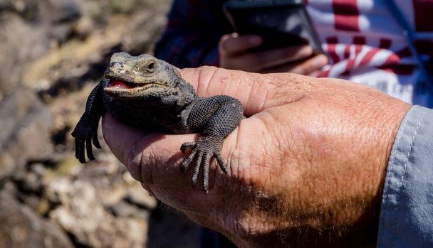 The picture was taken during a field trip with the desert studies center, located in Zzyzx. No Reptiles, lizards were harmed. - Photo, Image