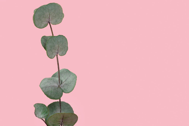 Eucalyptus branch isolated on pink background copy space. - Photo, Image