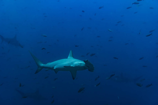 hammerhead sharks in warm currents in the Galapagos Islands - Photo, image