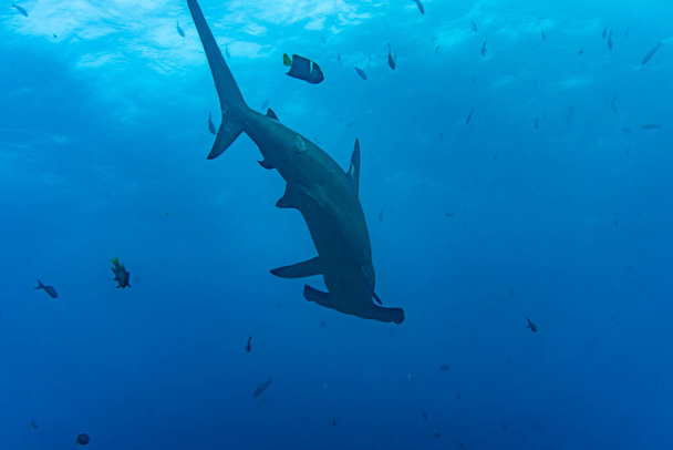 hammerhead sharks in warm currents in the Galapagos Islands - Foto, Imagem