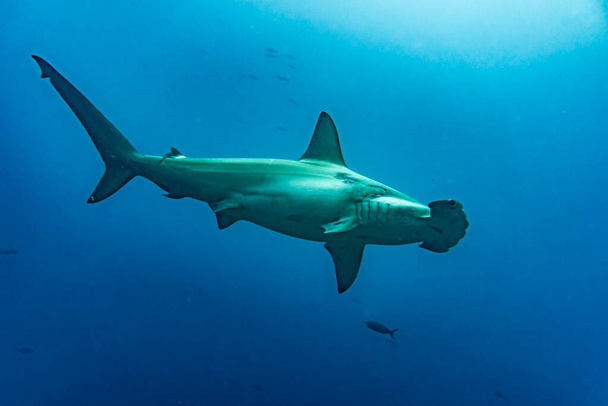 hammerhead sharks in warm currents in the Galapagos Islands - Photo, Image