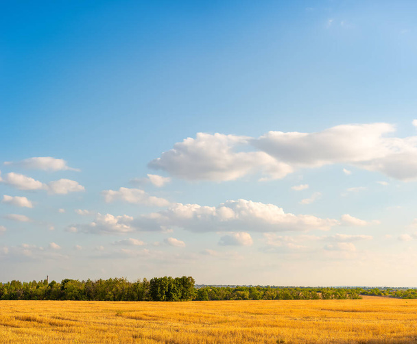 Mowed field of wheat - Photo, Image
