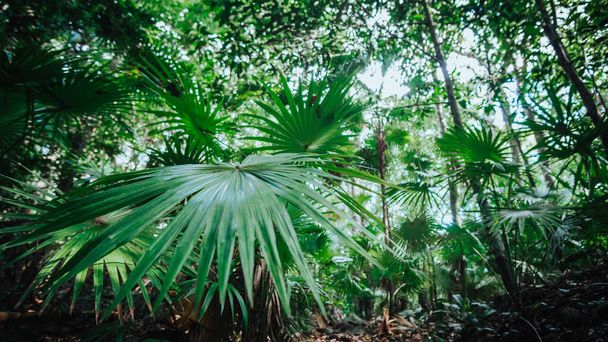 A big green forest, jungle with many palms. - Фото, изображение