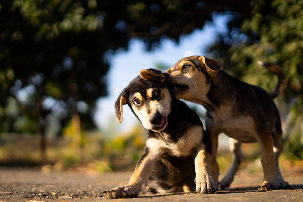 Два щенка счастливо играют ранним утром. - Фото, изображение